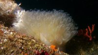 080 Diazone (Diazona violacea)